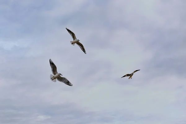 Drie Meeuwen Vliegen Een Troebele Blauwe Achtergrond Vrijheid Vleugels — Stockfoto