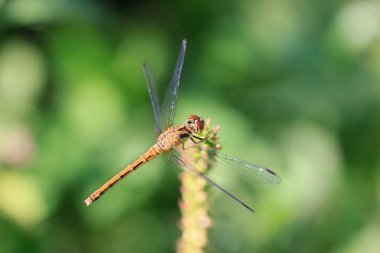 Bir bitkinin üzerinde sıradan bir yusufçuk, makro. Bir turuncu (sarı) yaygın darter (Sympetrum striolatum) güneşte bir bitkinin üzerinde oturan böcek, makro fotoğraf.