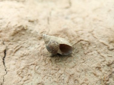 Yerde salyangoz kabuğu var. Toprakla kaplı küçük bir salyangozun kabuğunun yakın plan çekimi, makro fotoğraf..