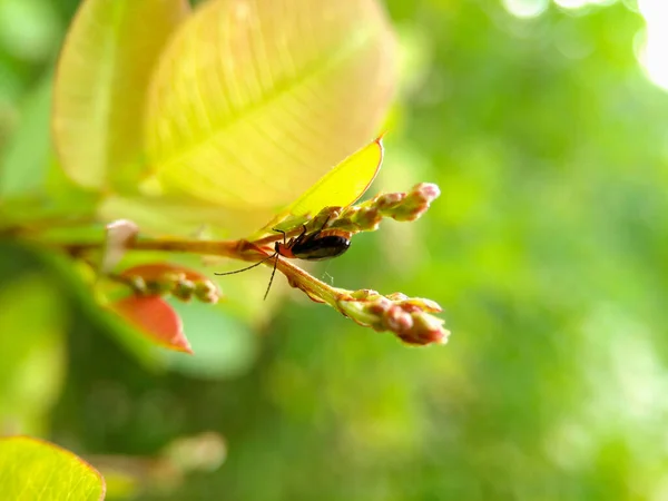 Pequeño Error Una Rama Planta Árbol Macro Pequeño Insecto Sentado — Foto de Stock