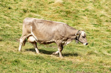 Kahverengi süt ineği yürüyor.
