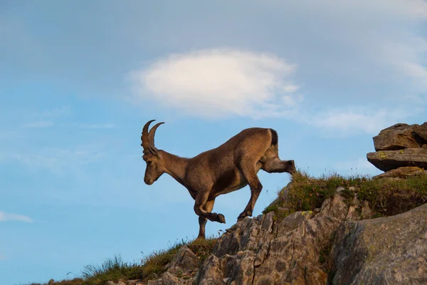 Ibex Voorgrond Een Grasso Achtergrond — Stockfoto
