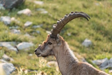 Ön plandaki Ibex profili. Yetişkin erkek dağ keçisi dağlardaki kayalık bir çayırın ortasında duruyor..