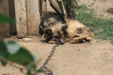 Melez bir köpek zincirlenmiş.
