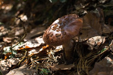 Orman yolunda zehirli mantar.