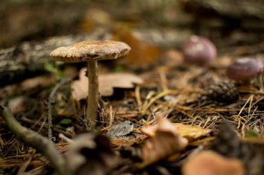 Ormandaki zehirli mantar.