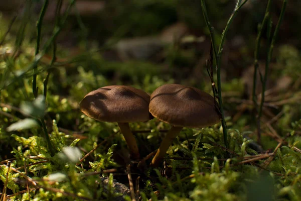 森林里苔藓中的两棵蘑菇 — 图库照片