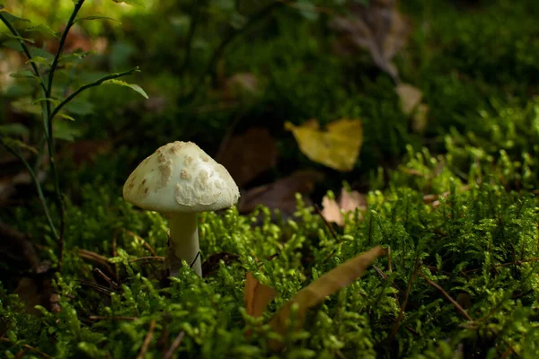 Dödsmössa Bland Mossan Skogen — Stockfoto