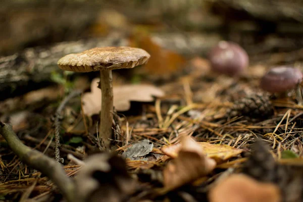 Tabouret Crapaud Dans Litière Forêt — Photo