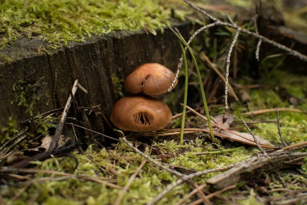 Cogumelos Tronco Árvore — Fotografia de Stock
