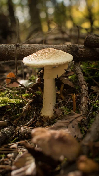 Prachtige Paddestoel Het Bos — Stockfoto