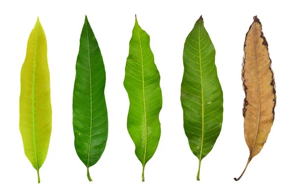 Mango Leaves Arranged Young Leaves Mature Leaves Isolated White Background — Stock Photo, Image