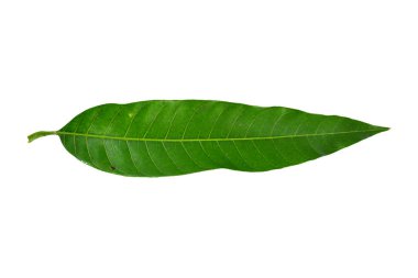 Mango beyaz arkaplanda izole bırakılır, kırpma yolu dahil.