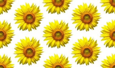 Ayçiçeği desensiz arkaplan.