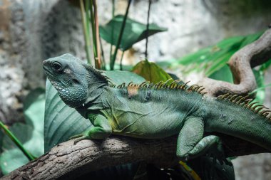 Bir ağacın dalında iguana.