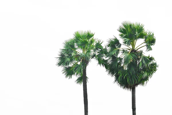 白色背景上的两棵糖棕榈树 — 图库照片