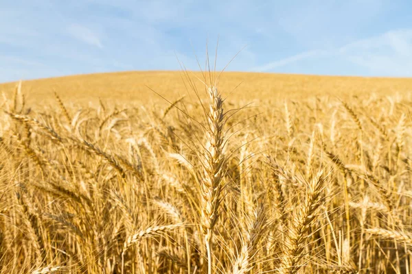 olgunlaşmış sarı buğday tarlası