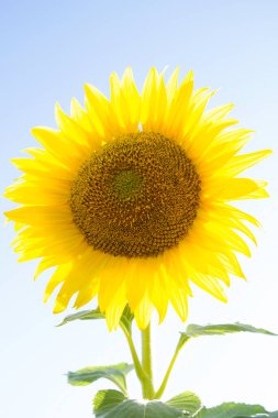 Genç ve yalnız ayçiçeği güneş tarafından büyülüyor.