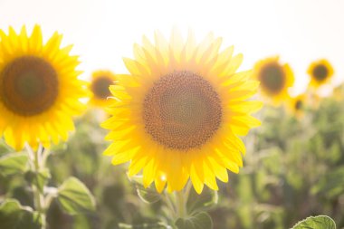 Genç ve yalnız ayçiçeği güneş tarafından büyülüyor..