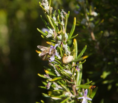 Arı, yabani çiçekleri döllüyor. Bal Yapımı İklim Değişimi