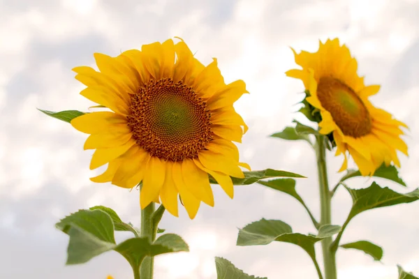 Güzel sarı ve turuncu ayçiçeği yaklaş. Seçici odak