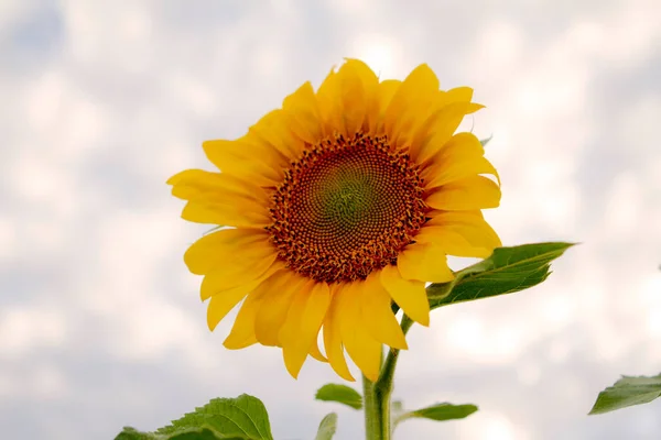 Geleceğe bakan sarı ayçiçeği