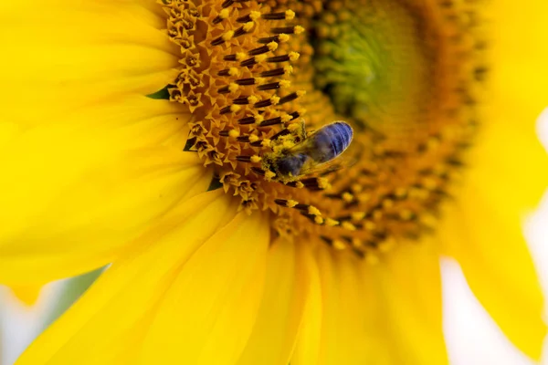Arı ve polenli sarı ayçiçeği