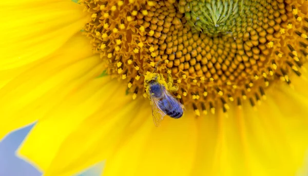 Arı ve polenli sarı ayçiçeği