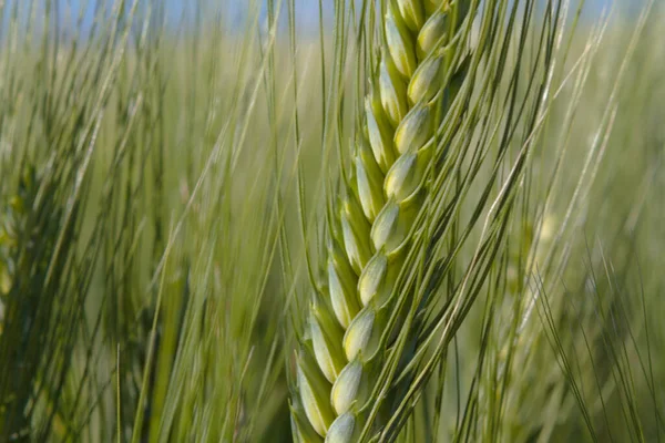 Espiga Verde Trigo Creciendo Cerca — Foto de Stock