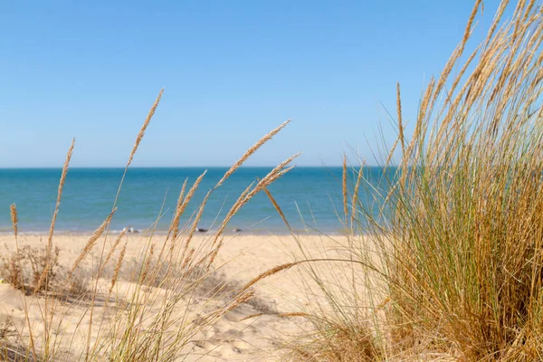 Kumsalın yanında yabani otlar yetişiyor. Tatiller ve rahatlama