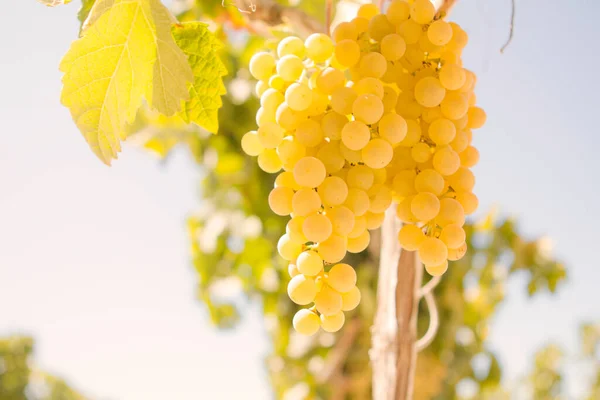 Askıda sallanan üzümler. küme üzümleri