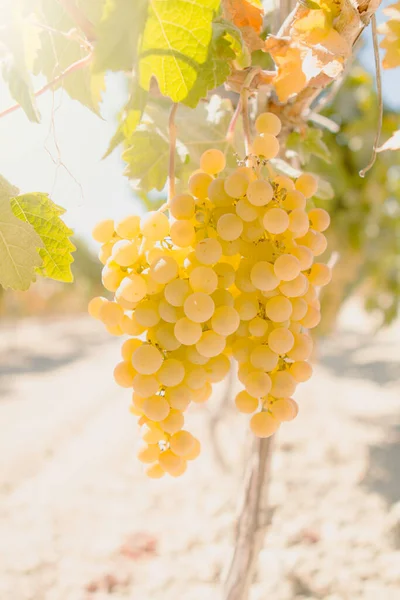 Asma bir demet üzüm asılı