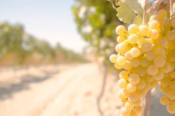 Askıda sallanan üzümler. Kapat. üzümler seçici odak