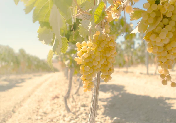 Asma bir demet üzüm asılı