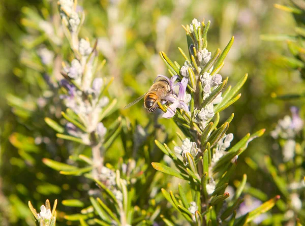 Arı, yabani çiçekleri döllüyor. Bal yapmak İklim değişikliği