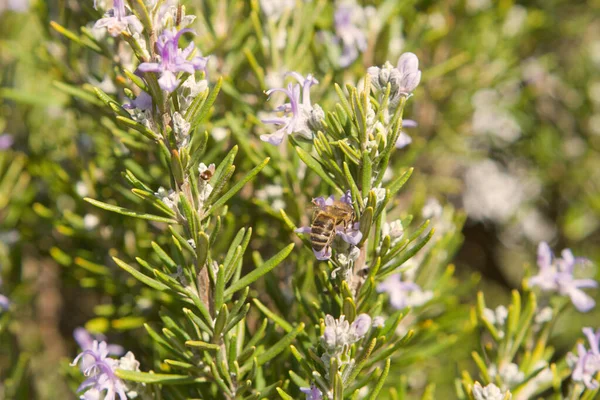 Arı, yabani çiçekleri döllüyor. Bal yapıyorum. İklim değişikliği