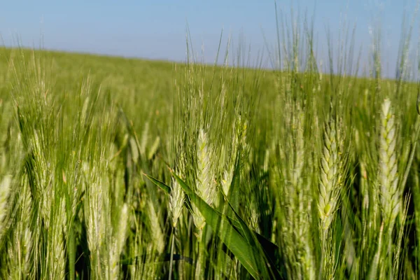 Mavi gökyüzü ile büyüyen buğday yeşili kulak