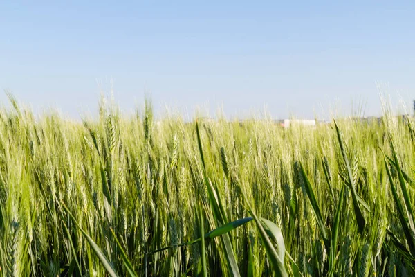 Mavi gökyüzü ile büyüyen buğday yeşili kulak