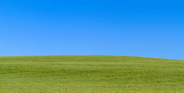 Mavi gökyüzü ile büyüyen buğday yeşili kulak
