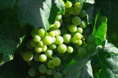 Tarlada bir sürü üzüm