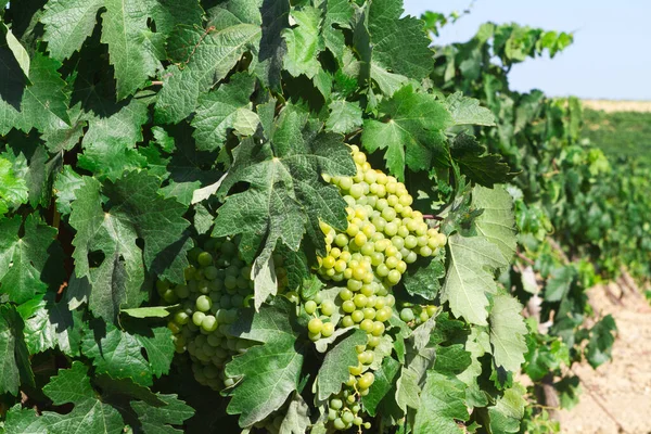 Racimo Uvas Campo — Foto de Stock