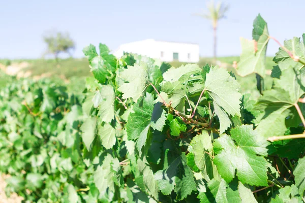 Günbatımında asma yaprakları ve arka planda beyaz çiftlik