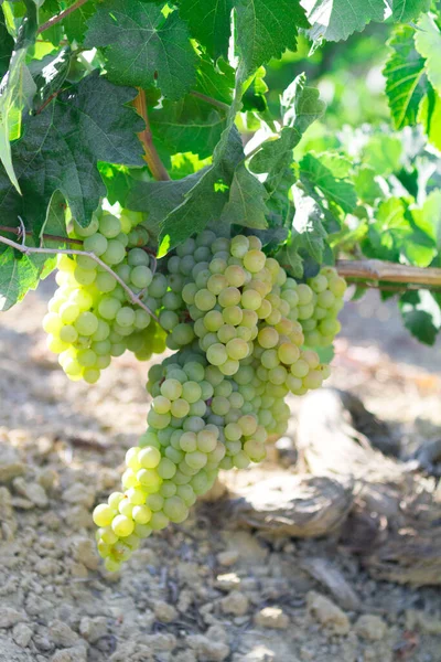 Bunch Grapes Field — Stock Photo, Image