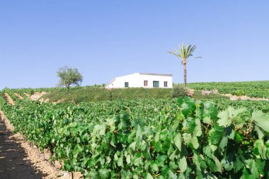 Akdeniz üzüm bağı manzarası. Yeşil yapraklar ve üzümler