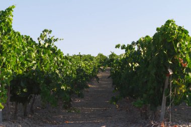 Akdeniz üzüm bağı manzarası. Yeşil yapraklar ve üzümler