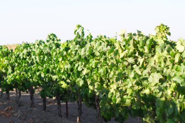 Akdeniz üzüm bağı manzarası. Yeşil yapraklar ve üzümler. sıralanmış üzüm bağları