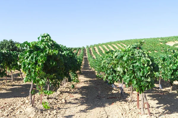 Paisaje Del Viñedo Mediterráneo Hojas Verdes Uvas Hilera Viñedos — Foto de Stock