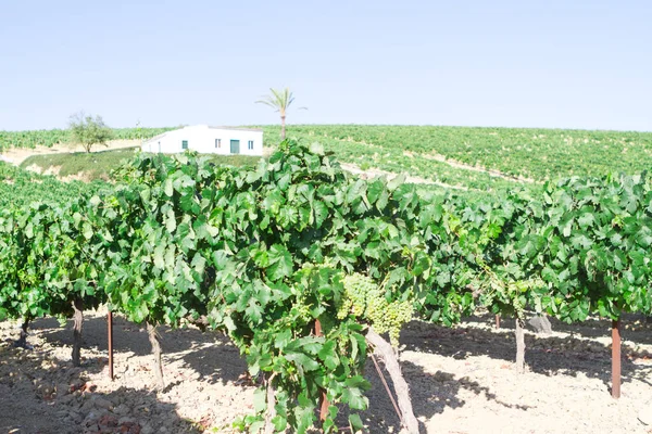 Akdeniz üzüm bağı manzarası. Yeşil yapraklar ve üzümler