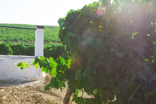 Akdeniz üzüm bağı manzarası. Yeşil yapraklar ve üzümler. Beyaz su.