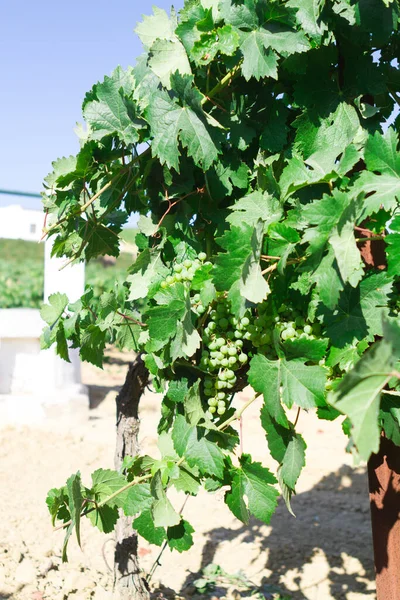 Paisagem Vinícola Mediterrânica Folhas Verdes Uvas Detalhes Uvas Fechar — Fotografia de Stock